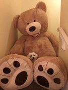 美国大熊超大号米公仔，抱抱熊娃娃毛绒玩具，女生巨型睡觉玩偶抱枕2