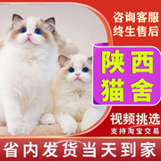 陕西猫舍纯种布偶猫咪幼猫海双蓝双布偶猫咪长毛仙女猫赛级活体猫