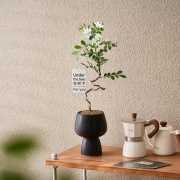 造型九里香盆栽ins风办公室内桌面绿植摆件四季开花香味植物花卉