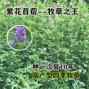 牧草种子紫花苜蓿种子多年生四季南北方牧草籽绿化蜜源绿肥草木犀