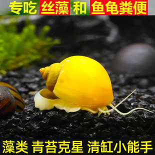 专吃鱼屎粪便观赏热带，斗孔雀虾苗淡冷水族宠物，活体清道夫清洁鱼缸