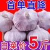 金乡紫皮干蒜大蒜头干蒜5斤新鲜大蒜头种籽蒜种蒜头大蒜头10