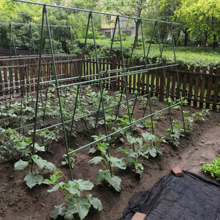 黄瓜爬藤架豆角架杆西红柿支撑架阳台蔬菜爬藤架子豇豆植物支撑杆