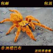 蜘蛛宠物好养非洲橙巴布c8烈阳，橙巴布2-9cm宠物蜘蛛活体捕鸟蛛凶
