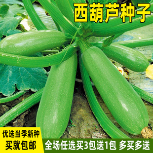 西葫芦种子菜瓜角瓜西葫芦种籽春夏秋四季菜，种籽蔬菜种子农作物种