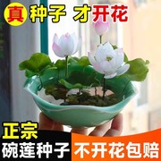 碗莲水培植物花卉室内花好养四季开花种子籽水养荷花盆栽客厅睡莲