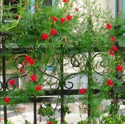 羽叶茑萝种子爬藤花卉种籽五角，星花夏季易种阳台盆栽爬墙室外庭院