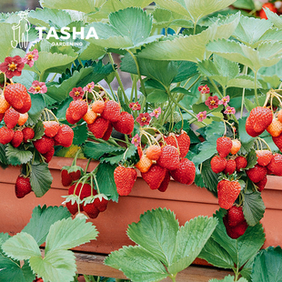塔莎的花园草莓盆栽苗秧四季可食用室内阳台，植物好养活红颜淡雪