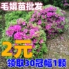 毛杜鹃夏娟毛鹃花苗工程绿化苗木毛娟小苗花庭院花坛开花植物树苗