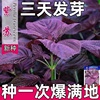紫苏种子可食用双面红紫苏大叶紫苏种子四季耐热阳台盆栽蔬菜种子