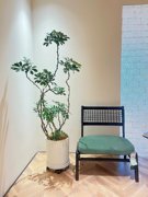 造型鸭脚木盆栽大型室内客厅绿植，吸甲醛好养真花办公室植物鸭掌木