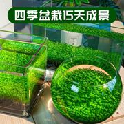 孔雀鱼缸水草种子泥生态，家用创意鱼缸，玻璃瓶水培植物造景鱼缸小型