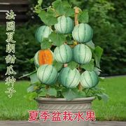 甜瓜种子法国夏朗德甜瓜种子水果种子阳台盆栽四季播