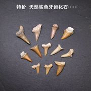 天然摩洛哥鲨鱼牙齿化石科普教学标本古生物海洋动物化石原石收藏