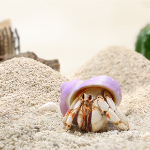 寄居蟹专用沙~天然垫材白沙珊瑚沙菲律宾沙子砂原生贝壳沙免洗