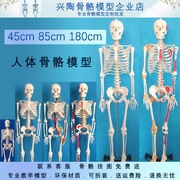 4585170cm人体骨骼，模型医学美术瑜伽教学小白骷髅全身脊椎骨架