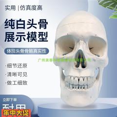 进口1 1人体头骨模型骷髅头模型人体头颅骨骨骼模型头骨标本