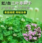 进口白三叶红三叶草种子园林景观绿化白车轴草护坡果园绿肥种籽