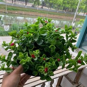 牡丹吊兰盆栽花叶蔓垂吊植物，室内阳台四季开花净化空气吸甲醛绿植