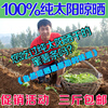山东农家自制红心地瓜干 无添加地瓜枣 蜜薯干红薯干烟薯干番薯干