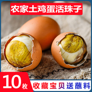 10枚五香活珠子13天鸡胚蛋新鲜开袋即食熟毛蛋毛鸡蛋香辣钢化蛋
