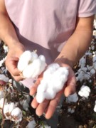 新疆棉花一级长绒棉絮，宝宝棉被褥玩偶，填充物特级一等品棉花卷