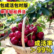 车厘子树苗樱桃树苖南方北方种植盆栽庭院果树矮化樱桃树大樱桃苗