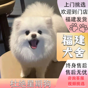 福建犬舍纯种博美幼犬茶杯犬，纯种俊介小体白色小型犬宠物狗狗