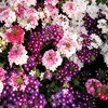 美女樱种子四季播种春播花，种子室内阳台，盆栽易种植物花籽