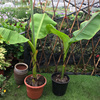 定制芭蕉树苗 绿天扇仙甘蕉芭庭院绿化树苗多年生室内外大型植物