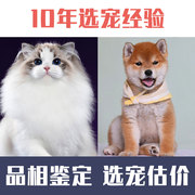 宠物鉴定师猫咪狗狗品种博美茶杯，犬柴犬布偶猫品相鉴定评估价鉴别