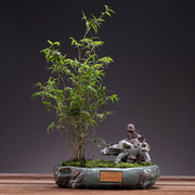 小叶紫檀盆景老桩绿植榕树植物树桩造型文竹盆栽室内办公桌面摆件