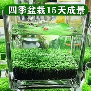 鱼缸水草种子生态玻璃瓶，造景套餐植物种籽孑水培阴性真草盆栽装饰