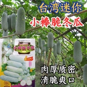 台湾迷你小冬瓜种子 礼品白皮粉皮一串铃水果冬瓜种子四季蔬菜籽