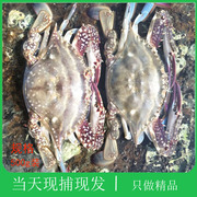 大连海鲜飞蟹现捕野生海捕特大新鲜黄海花螃蟹白蟹海蟹鲜活梭子蟹