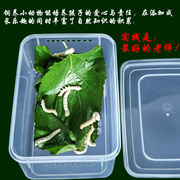 桌面宠物盒宠物饲养盒金鱼乌龟透明塑料盒斗鱼盒带盖饲养容器