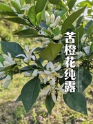 100%苦橙花纯露 收缩毛孔 补水亮白 淡化黑色素500ml