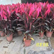 红叶朱蕉盆栽红铁树室内大型植物，富贵竹可水培吸甲醛净化空气绿植