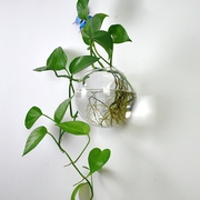 创意壁挂水培花瓶富贵竹，绿萝玻璃花盆，悬挂式透明小鱼缸墙面装饰品