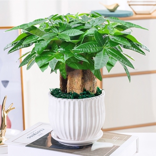 发财树小盆栽花卉绿植物办公室内吸甲醛绿萝文竹水培发财树好养