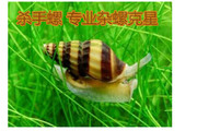 杀手螺活体 观赏螺蜜蜂宝塔螺大黃蜂螺 除螺灭螺吃涡虫草缸