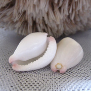 白兔螺标本收藏海螺贝壳，浪漫情侣定情创意，diy男生女生日礼物批