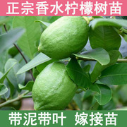 四季台湾广东无籽核香水柠檬树苗泰国青柠檬树苗盆栽果树果苗带土