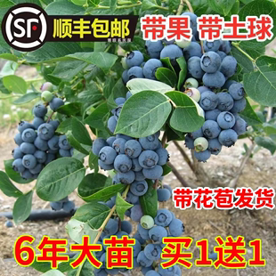 蓝莓树果苗蓝莓苗盆栽地栽果苗，带大果南北方种植苗兔眼绿宝石果树