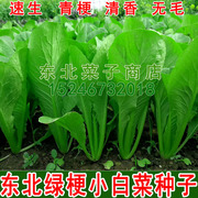 新东北青梗菜籽 30天上市 青帮鲜绿无毛 速生快菜 绿梗小白菜种子