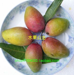  海南三亚 芒果 产地直销/新鲜水果/小贵妃芒 贵妃芒