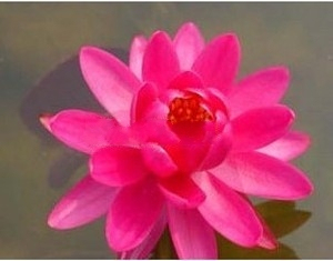 出售 蓝星睡莲种块 尼罗河的新娘 洁净、纯真、