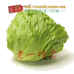  老一特卖 有机 新鲜 蔬菜球生菜 圆西餐配料 汉堡必备 3元500g