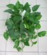 爬藤植物-绿萝吊兰