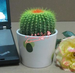 【评价】出售多花藤本月季==龙沙宝石 3年苗-